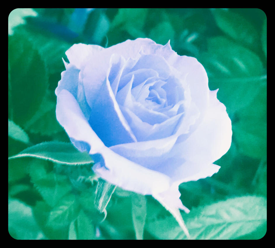 Ice blue Rose by bluebellangel19smj on DeviantArt