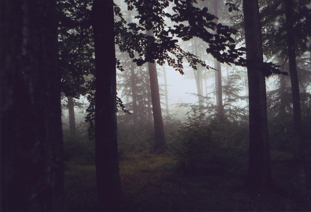 misty_forest_by_wollvieh.jpg