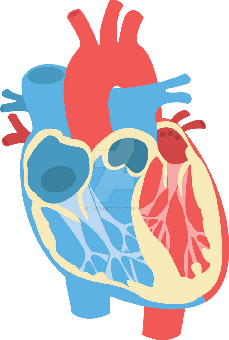 human heart diagram by classy-blue on DeviantArt