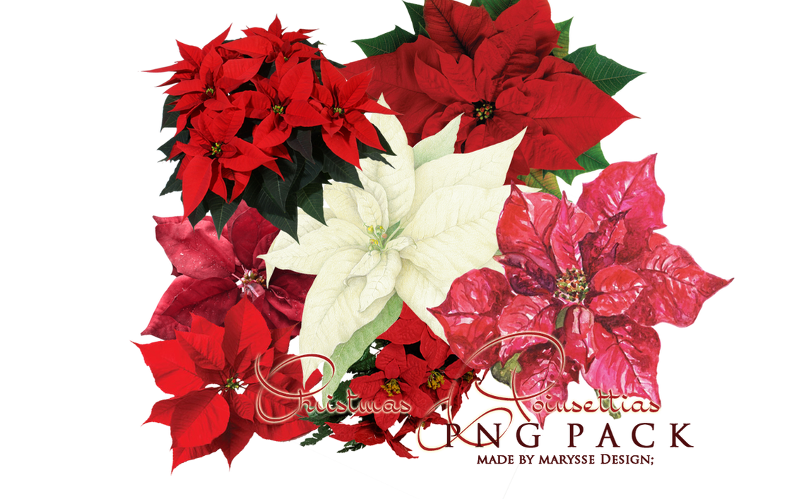 poinsettia_png_christmas_pack_by_marysse93-d5olcm4.png